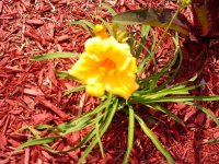 tn_gardening007.JPG