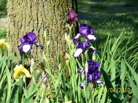 Iris 3.jpg