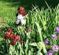 Iris 10.jpg