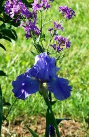 Iris 5.jpg