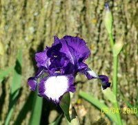 Iris 6.jpg