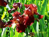 Iris 8.jpg