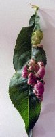 Weirdleaf.jpg