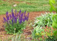 Salvia 2.jpg