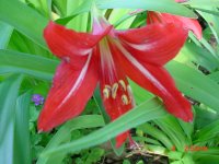 Flowers -10 001.JPG