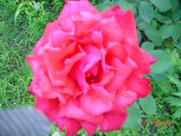 Flowers -10 003.JPG