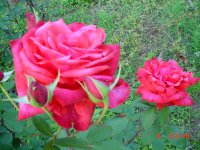 Flowers -10 005.JPG