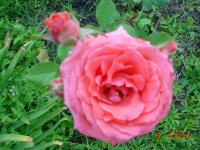 Flowers -10 006.JPG
