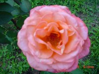 Flowers -10 002.JPG