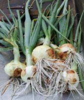 Onions.jpg