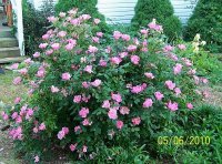 Roses-Knock-out--pk 1.jpg