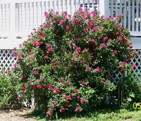 Roses-Knock-out red 2.jpg