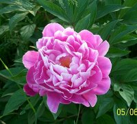 Peony 1.jpg