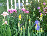 Ponies--Irises 2.jpg
