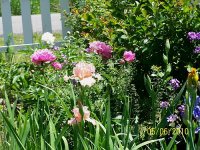 Peonies-Irises 4.jpg