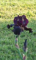 Iris--blk 2.jpg