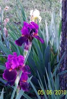 Iris---dark mauve 1.jpg