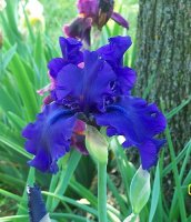Iris--- ppl 1.jpg