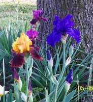 Irises--ppl--gold 2.jpg