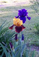 Irises---ppl--gold.jpg