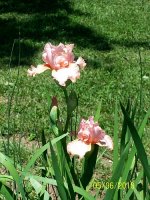 Iris---pk 1.jpg