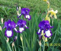 Iris--ppl and wht 1.jpg