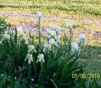 Irises --yll 1.jpg