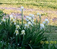 Irises --yll 1.jpg