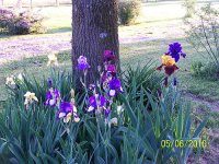 Iris-- mix 2.jpg