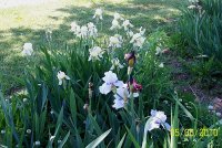 Iris--mix 1.jpg