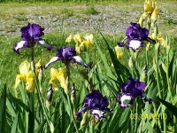 Iris 7.jpg