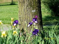 Iris 1.jpg