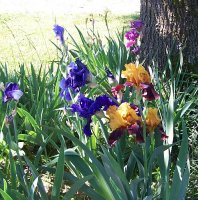 Iris 24.jpg