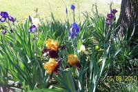 Iris 22.jpg