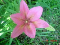 Flowers -10 001.JPG