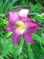 Flowers -10 003.JPG