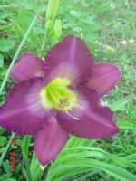 Flowers -10 004.JPG