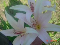 Flowers -10 006.JPG