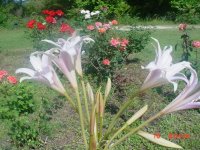 Flowers -10 007.JPG