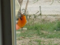 birds 004.jpg