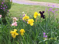 Irises gold 2.jpg