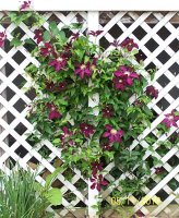 Clematis ppl 1.jpg