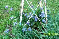 Clematis on windmill 1.jpg