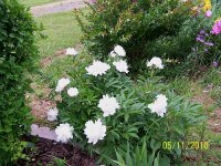 Peonies wht 2.jpg