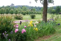 Mixed flowers 2.jpg