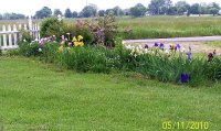 Mixed flowers 3.jpg