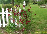 Roses red on fence 1.jpg