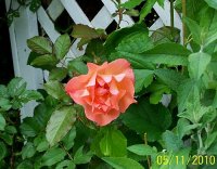 Rose peach 2.jpg