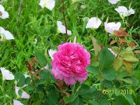 Rose pk 1.jpg