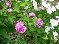 Roses pk 2.jpg